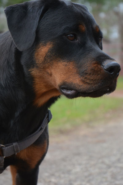 The Dogs behind the Blog: Cookie