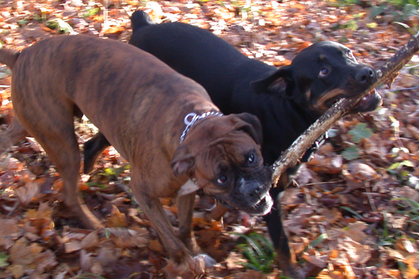 The Dogs behind the Blog: Jasmine and her best friend