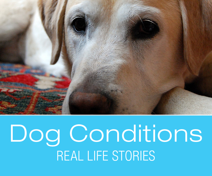 Laryngeal Paralysis in Dogs: Jake's Laryngeal Paralysis