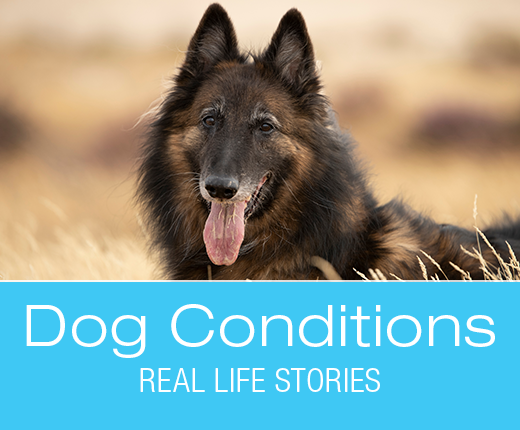 Canine Hind End Paralysis: R.G.'s Hind End Lameness and Paralysis. 