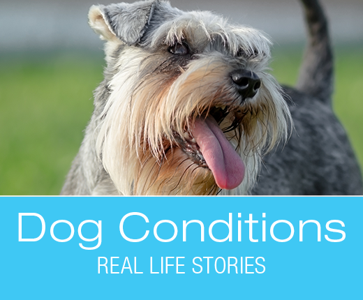 Bladder Stones in Dogs: Zaida's Potty Accidents