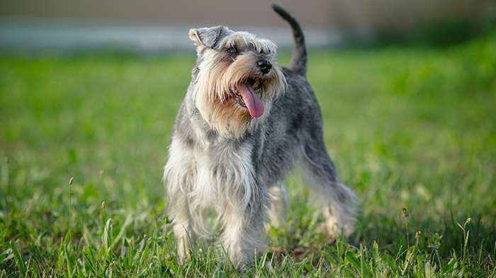 Bladder Stones in Dogs: Zaida’s Potty Accidents