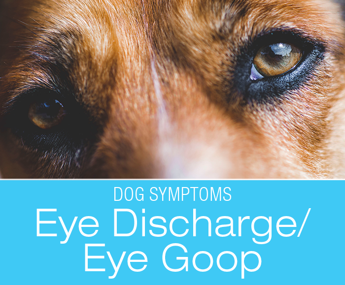 Eye Discharge in Dogs: What Is That Goop In My Dog's Eyes?
