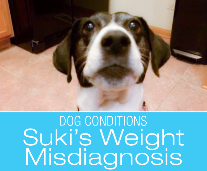 Canine Weight Gain Misdiagnosis: What Is Wrong with Suki?