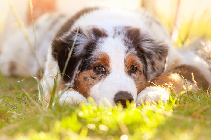 Lameness and Lethargy in Dogs: Tosha's Hind Leg Limp: What Would You Do if It Was Your Dog?