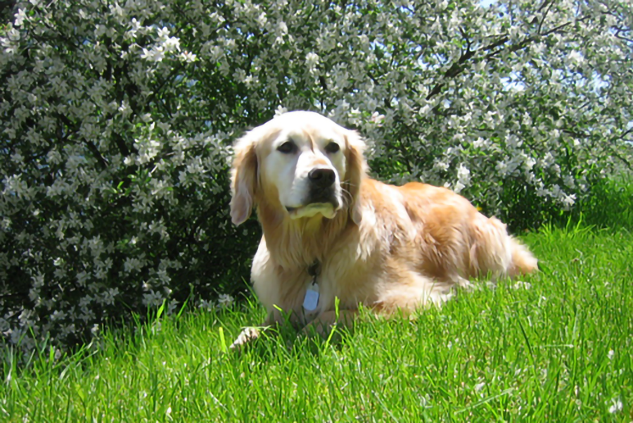 Loss of appetite in dogs. What Would You Do If It Was Your Dog: Aspen Loses Appetite