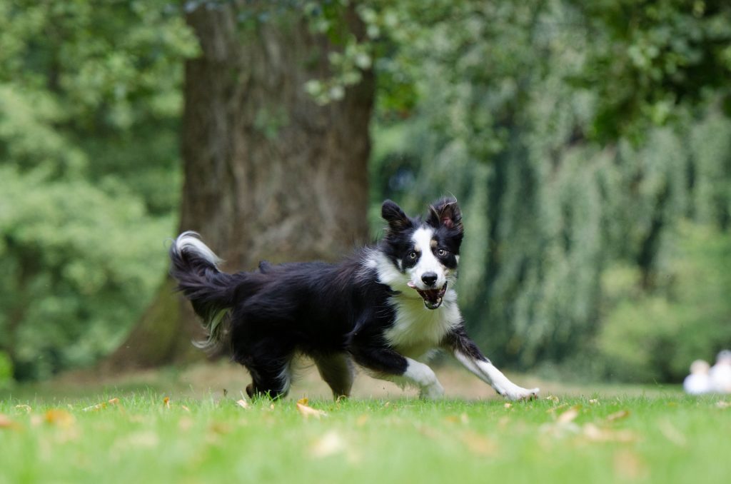 What Would You Do If It Was Your Dog: Flossy’s Mysterious Vomiting
