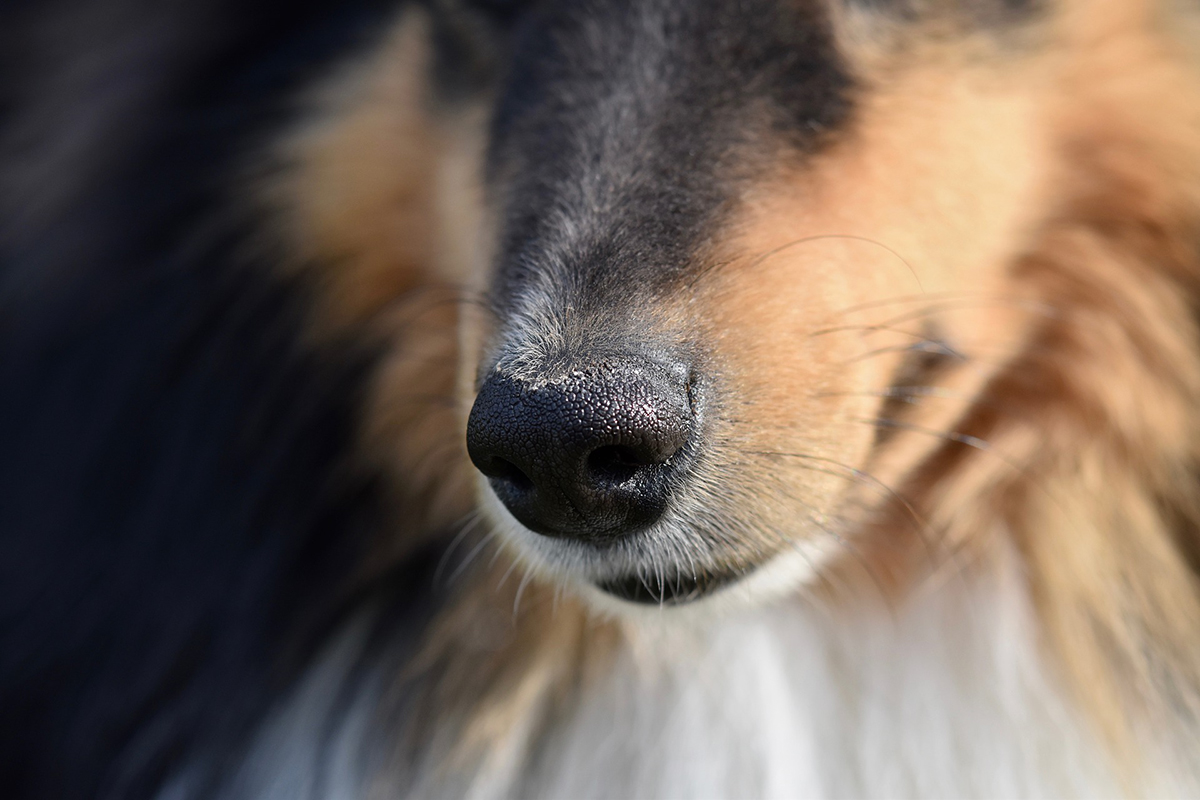 Symptoms To Watch For In Your Dog: Bad Breath (Halitosis)
