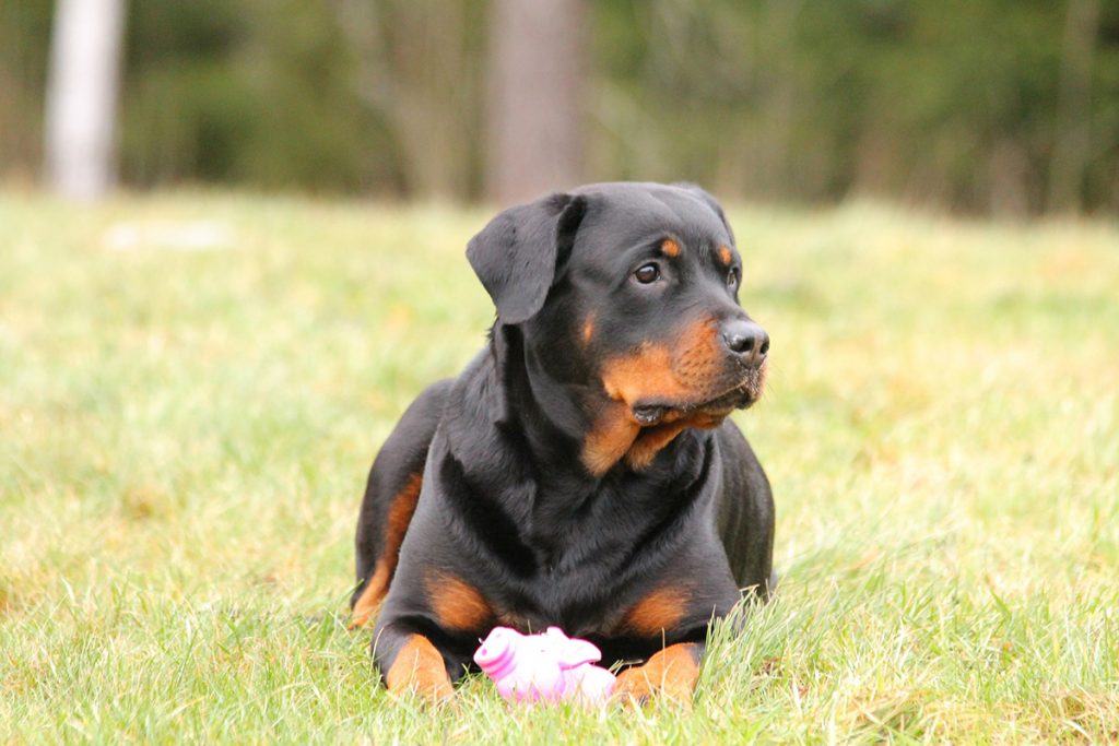 Ear Infections in Dogs: Titan's Excessive Head Shaking