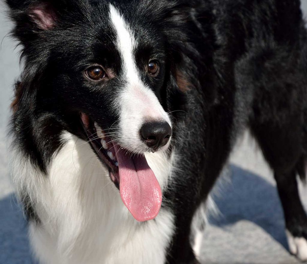 Symptoms To Watch For In Your Dog: Excessive Panting