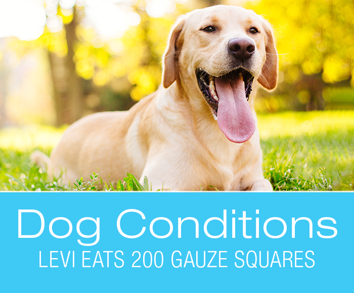 Dog Foreign Body Ingestion: Levi Eats 200 Gauze Squares