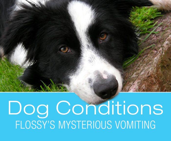 Vomiting in Dogs: What Would You Do If It Was Your Dog? Flossy's Mysterious Vomiting