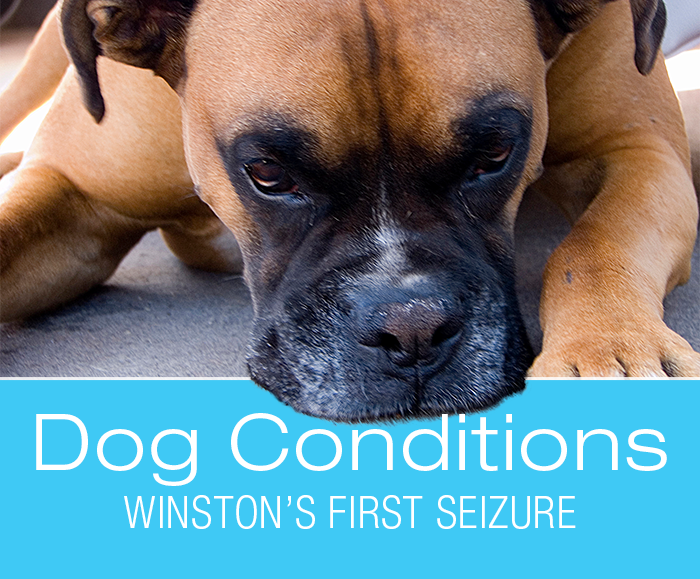 Really Angry Vet on Seizures: Winston's First Seizure