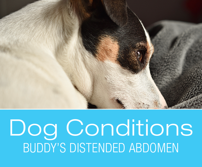 Splenic Tumors in Dogs: Buddy's Distended Abdomen.