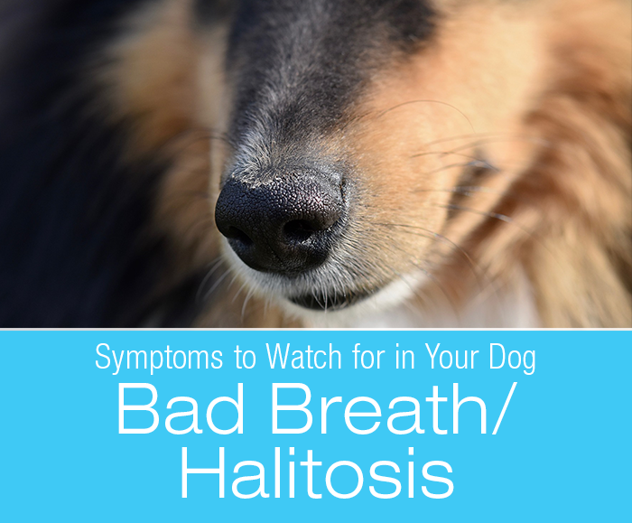 Symptoms To Watch For In Your Dog: Bad Breath (Halitosis)