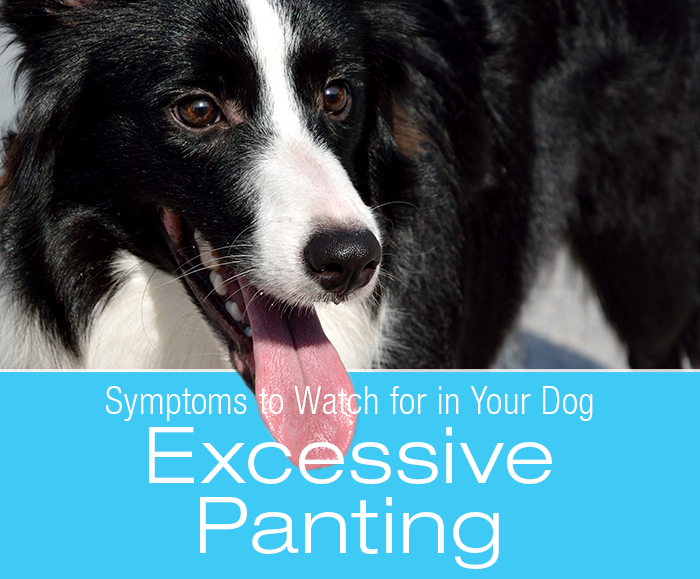 Symptoms To Watch For In Your Dog: Excessive Panting