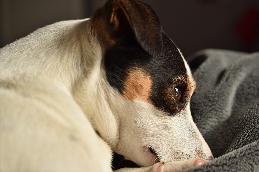 Splenic Tumors in Dogs: Buddy's Distended Abdomen