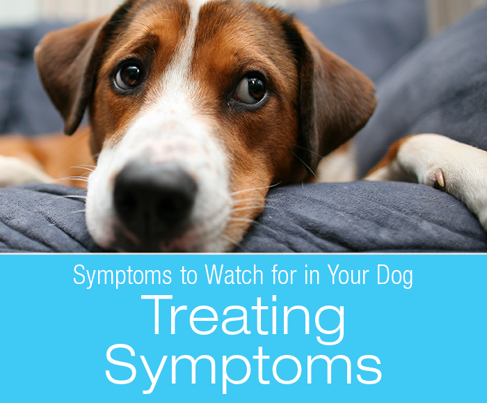 Dog Symptoms: Treating Symptoms vs. Treating The Cause