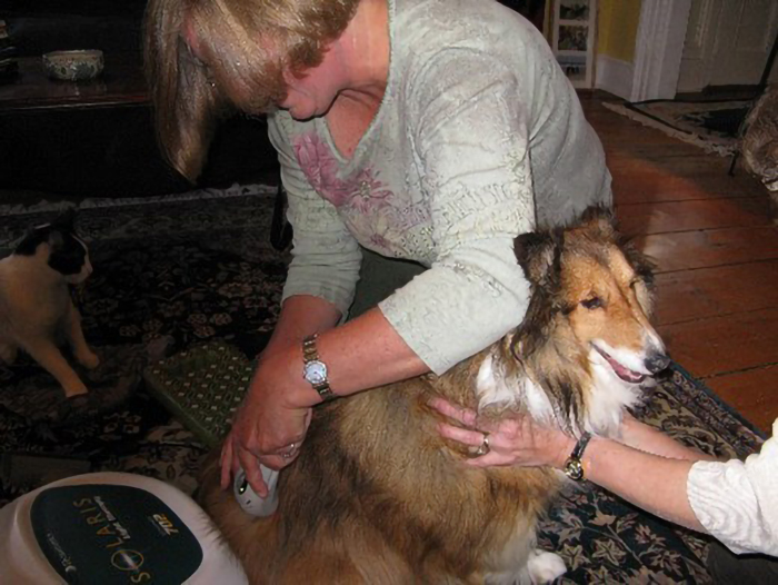 Applying laser to a sweet sheltie for spinal arthritis