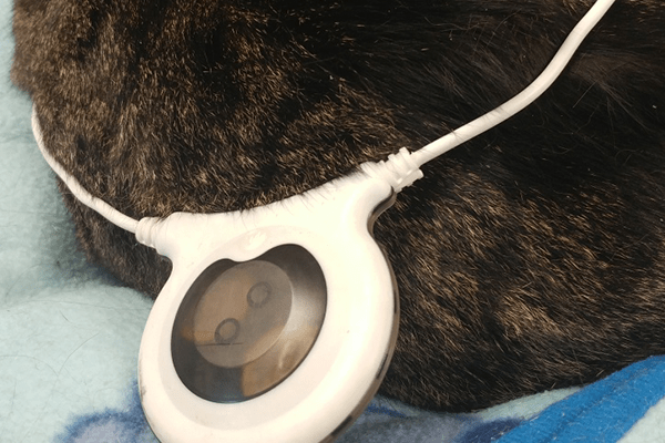 Treating canine acute pain and inflammation: Assisi loop