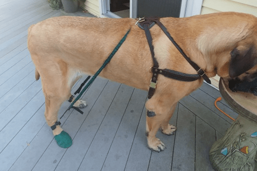 Dog Strengthening Tools: Resistance Bands