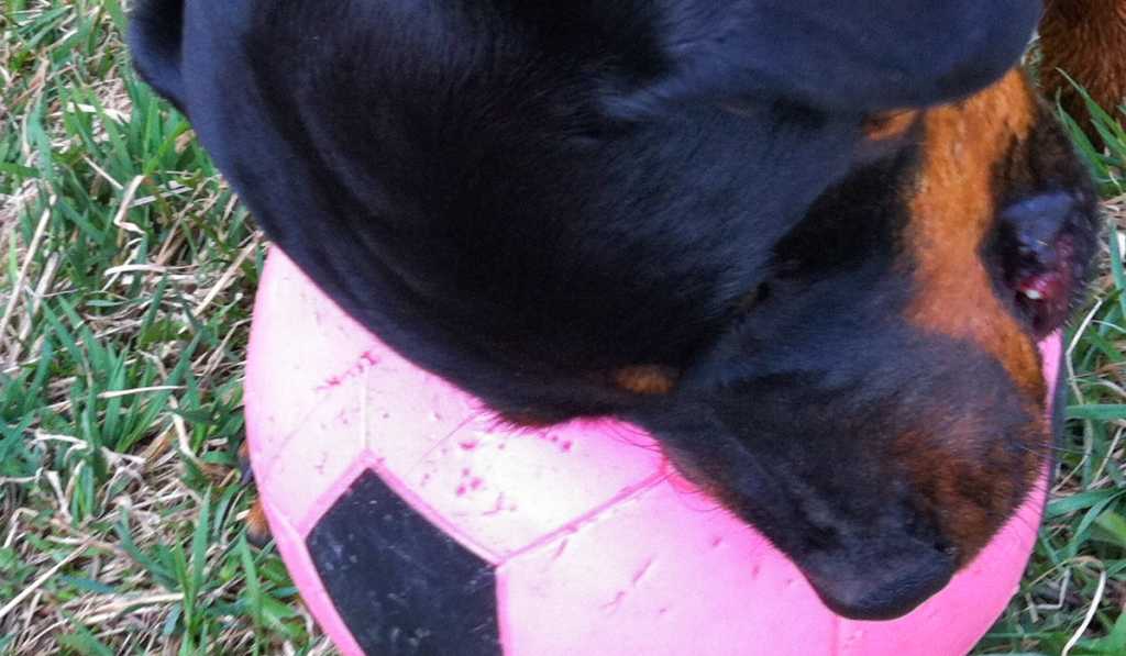 Tough Dog Toys: The Indestructible Dog Ball You Wouldn't Think Of. What If You've Been Thinking About It Wrong?