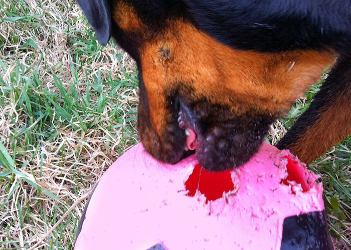 Dog Toys: Indestructible Balls - Jolly Ball