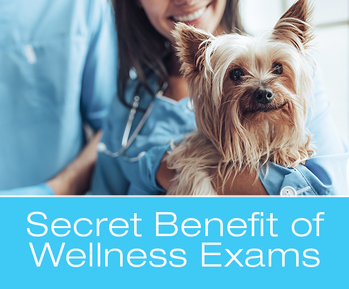 Veterinary Wellness Exams: The Secret Benefit