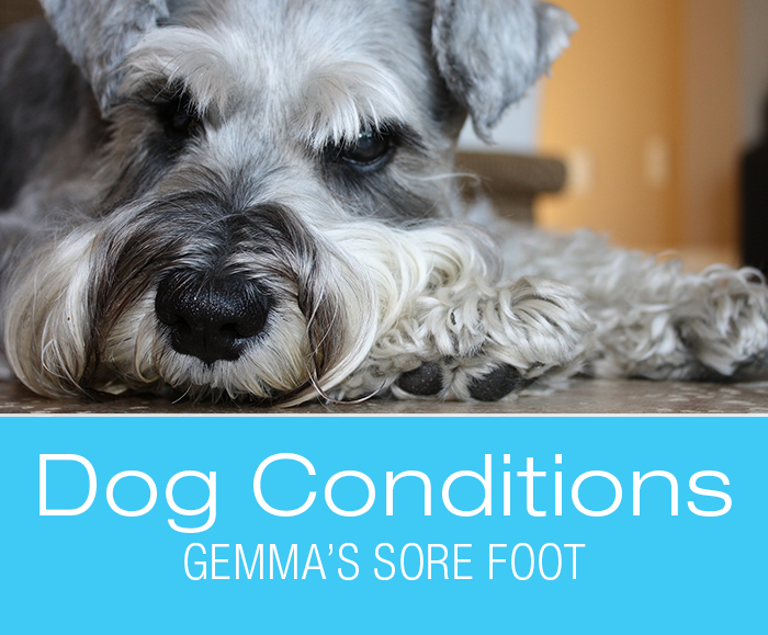 Foot Lesions in Dogs: What Caused Gemma's Sore Foot?