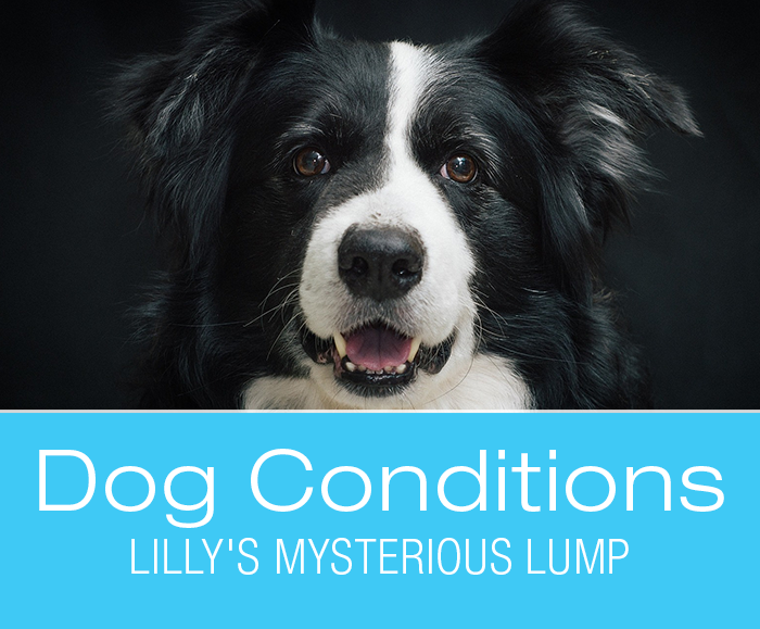 Swelling in Dogs: Lilly's Mysterious Lump