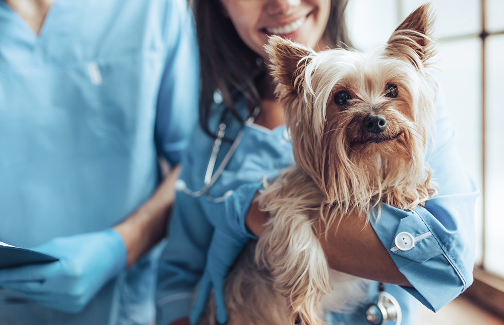 Wellness Exams: The Secret Benefit