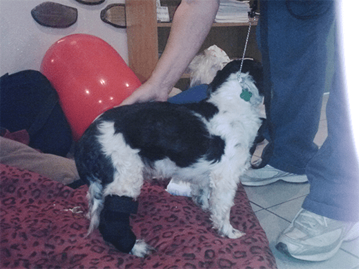 Canine Soft Supports: Custom wrap for torn Achilles Tendon