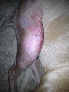 Hind Leg Limping In A Dog: You Say Hip Dysplasia, I Say Knee Injury ... Forrest Gumbo's Story