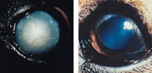 Causes of Cloudy Eyes in Dogs:: cataract vs nuclear sclerosis 