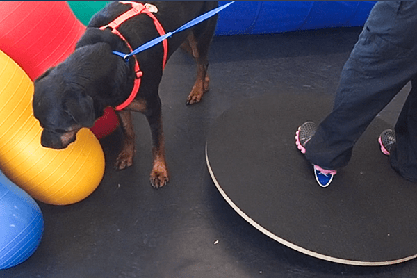 Vet Staff Dog-Handling Skills: Cookie has no interest in balance exercises