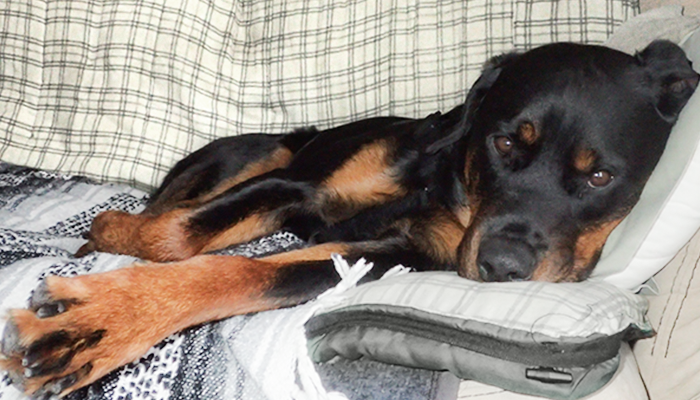 Canine Iliopsoas Injuries Symptoms: Sometimes You Don't Even Know What You're Looking At—Cookie's Hind Legs Transiently Fail To Work