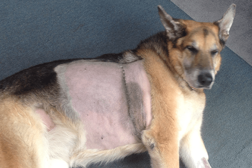 Frailty Syndrome in Geriatric Dogs