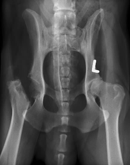 Canine Femoral Head Osteotomy:
