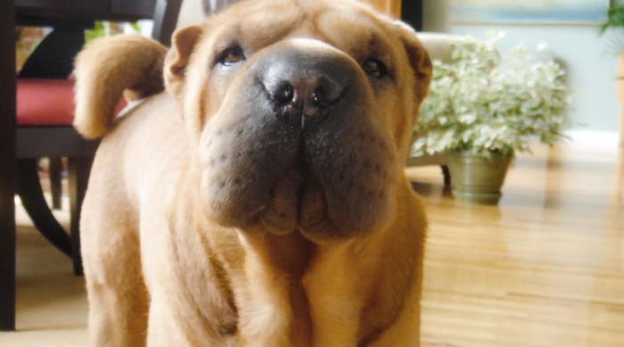 Dangers of Cheap Tick/Flea Preventives? What Caused Blitzen's Kidney Failure?