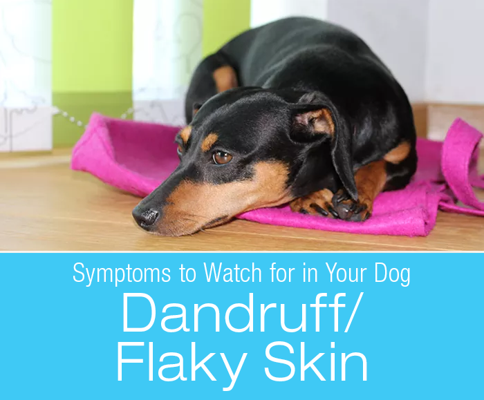 Symptoms to Watch for in Your Dog: Dandruff/Flaky Skin