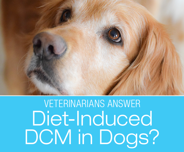 Diet-Associated DCM in Dogs