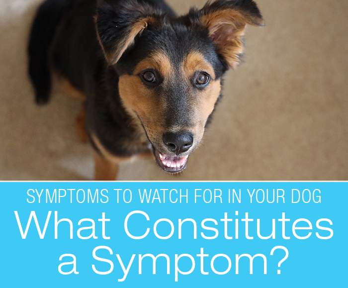 Dog Symptoms: Recognition, Acknowledgement, And Denial