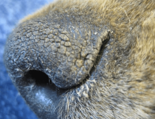 Dry Nose in Dogs: Distemper