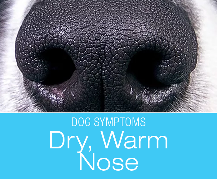 Dry Nose in Dogs: Does Your Dog Nose Reflect Their Health?