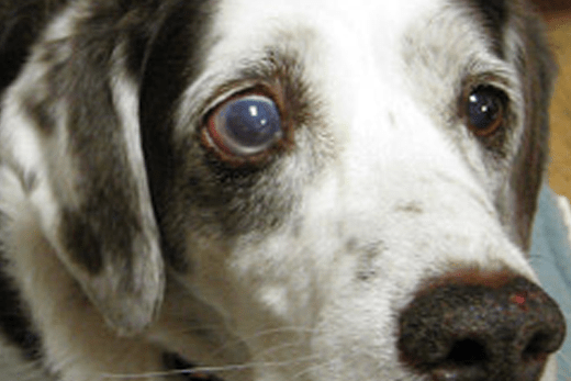 Bulging Eyes in Dogs: Glaucoma