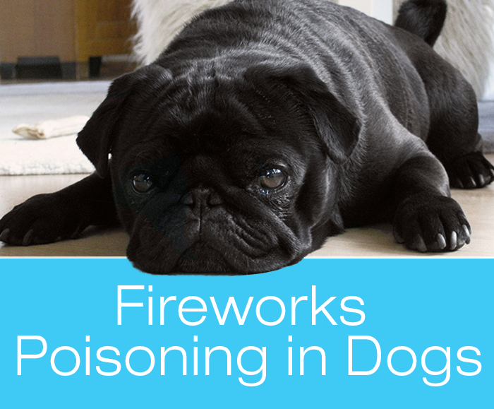 Fireworks Poisoning in Dogs: Zoe Dies after Chewing up Used Sparklers