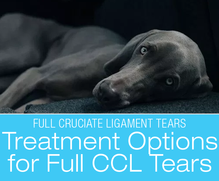 Canine Full CCL Tears: Treatment Options for Full Cruciate Ligament Tears
