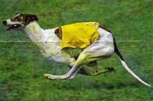 Understanding Canine Gait: Gallop