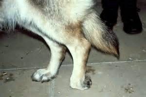 Understanding Canine Gait: Knuckling