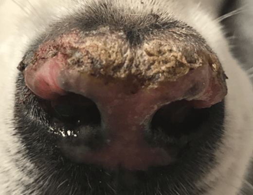 Dry Nose in Dogs: Discoid Lupus DLE